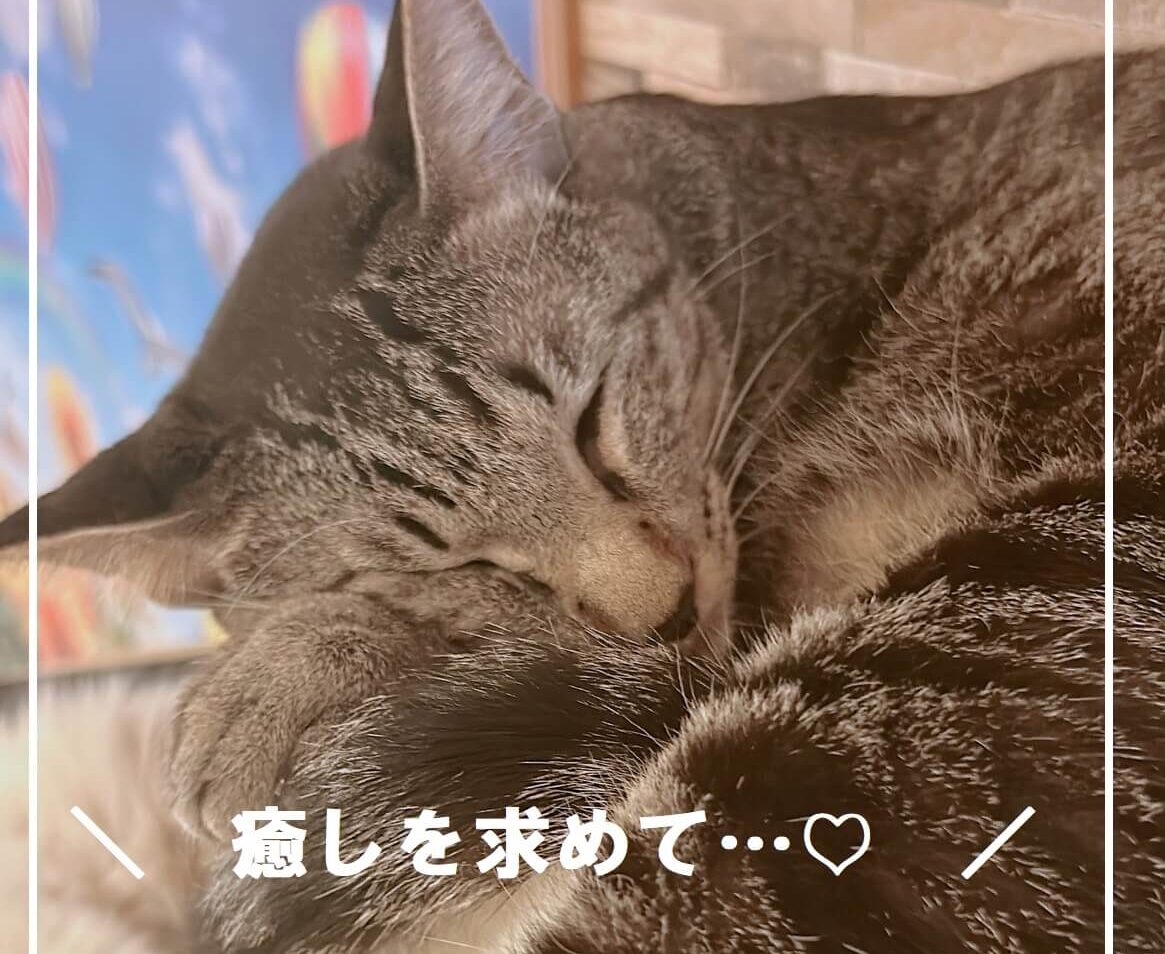 癒しを求めて・・・♡