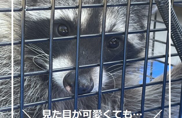 部屋を開けたらアライグマ🦝