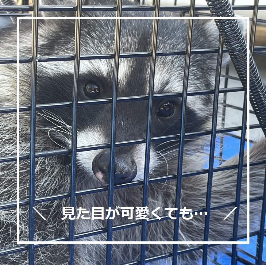 部屋を開けたらアライグマ🦝